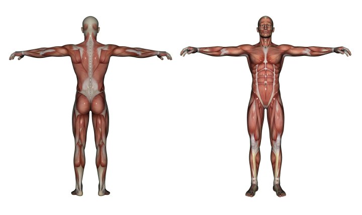 Human Body Muscle Diagram